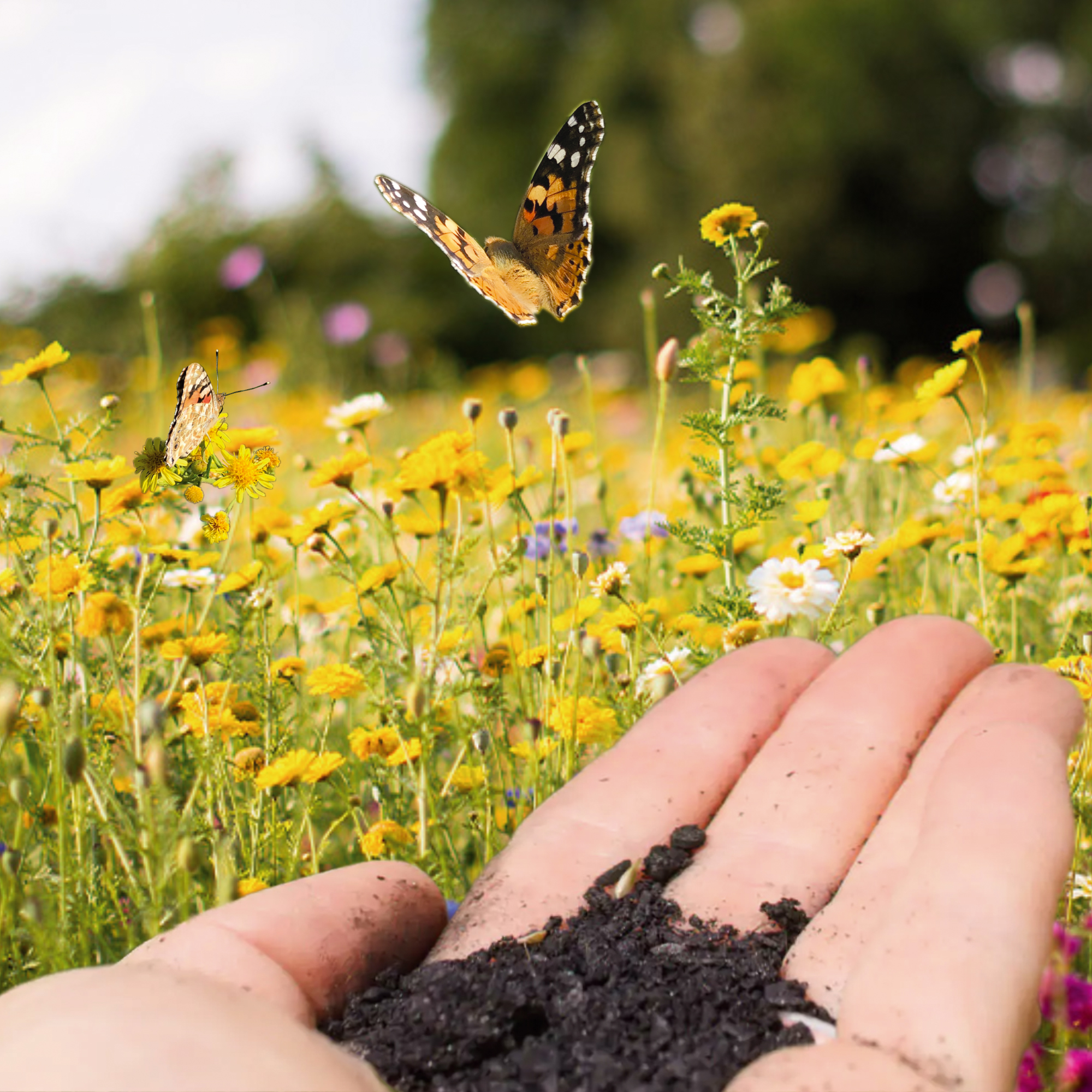 Wunder der Natur: vom Kohlenstoff zur Biodiversität 