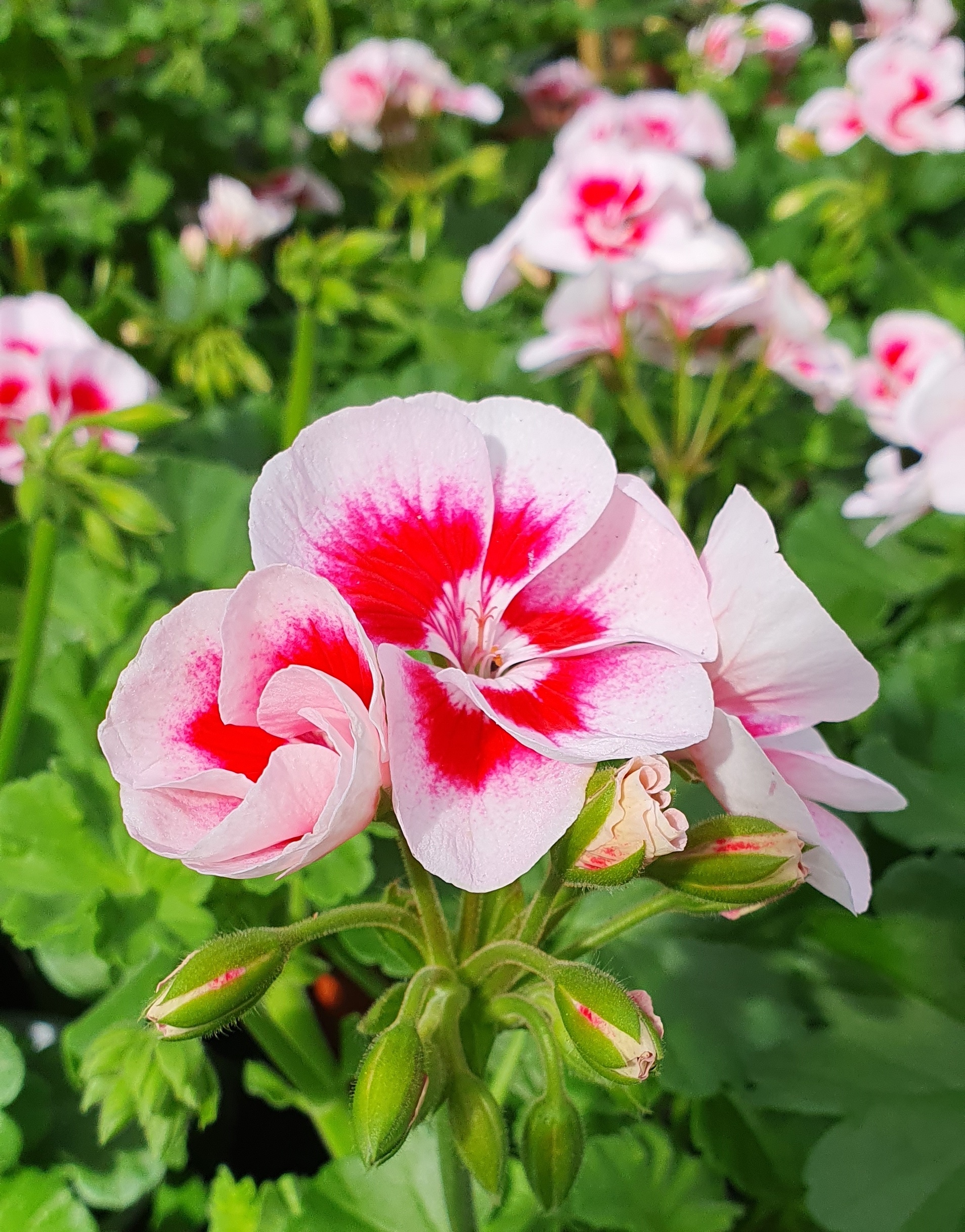 Pelargonium und Geranium, Tradition trifft Einheimisch