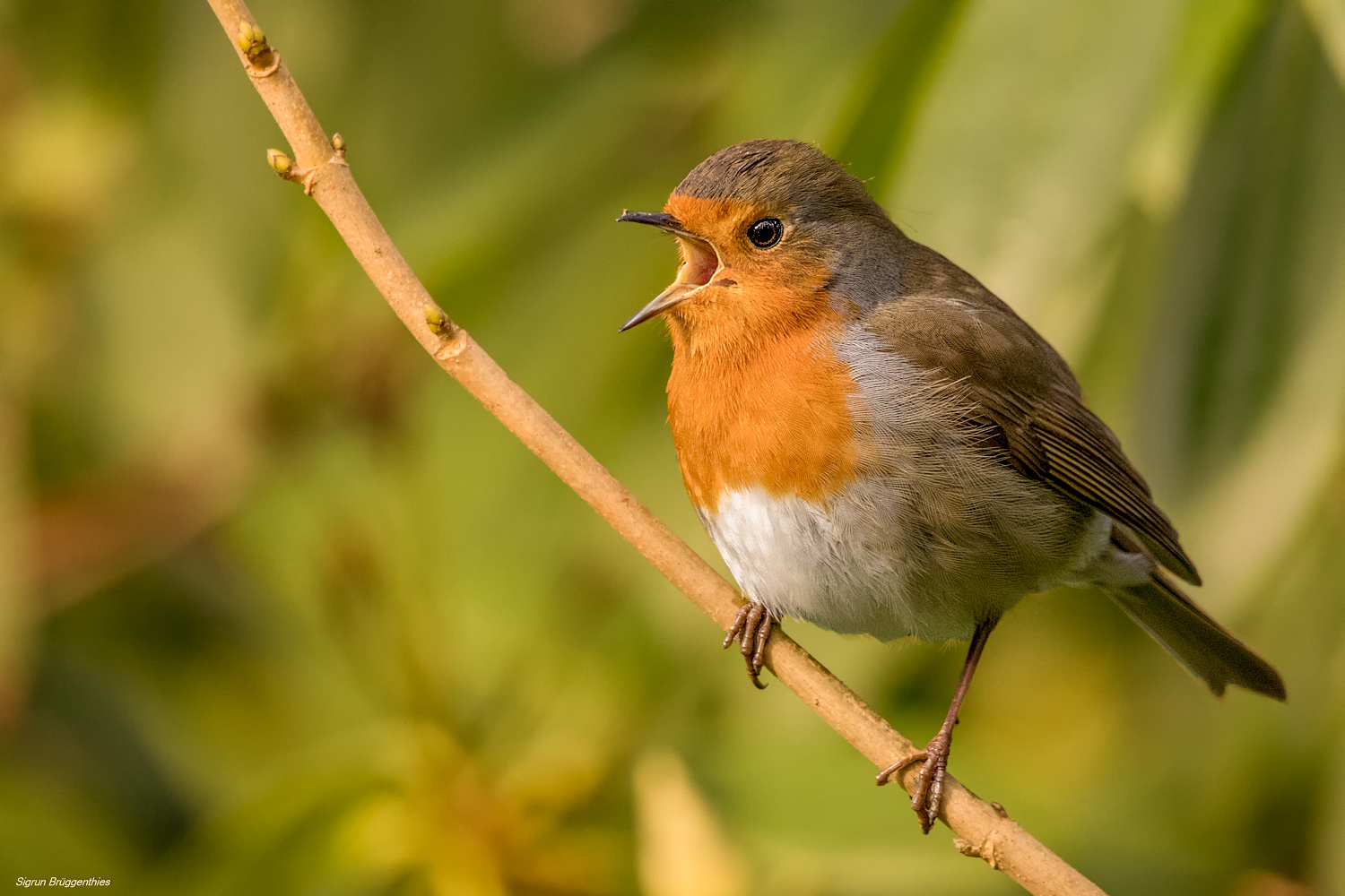 Vogelstimmen in den Morgenstunden